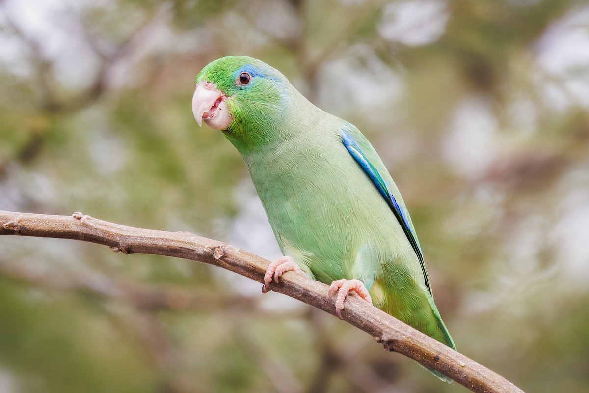 Spectacled Parrotlet - ML616740410