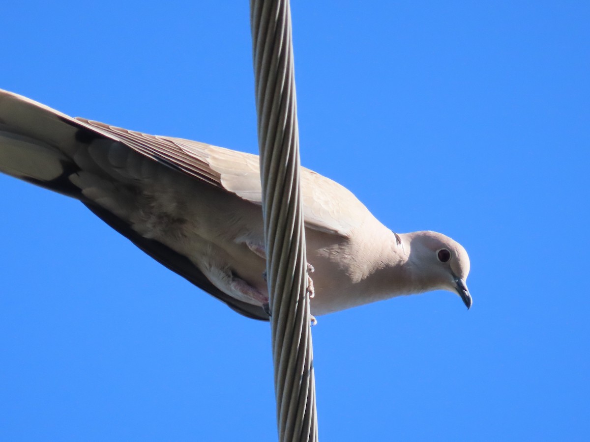 eBird Checklist 31 Mar 2024 Jupiter Commerce Park 12 species