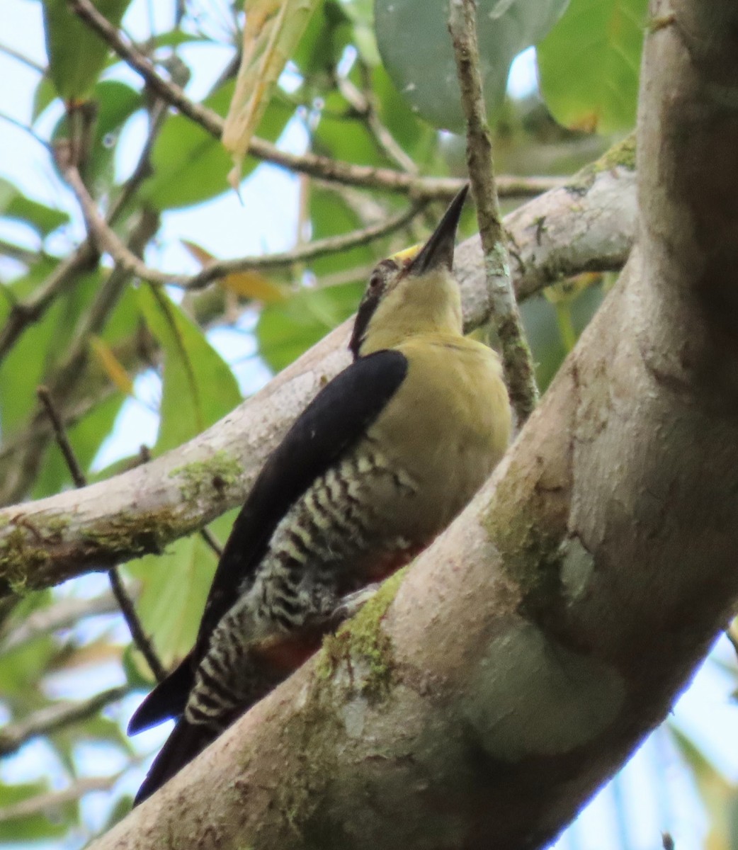 Golden-naped Woodpecker - ML616740455