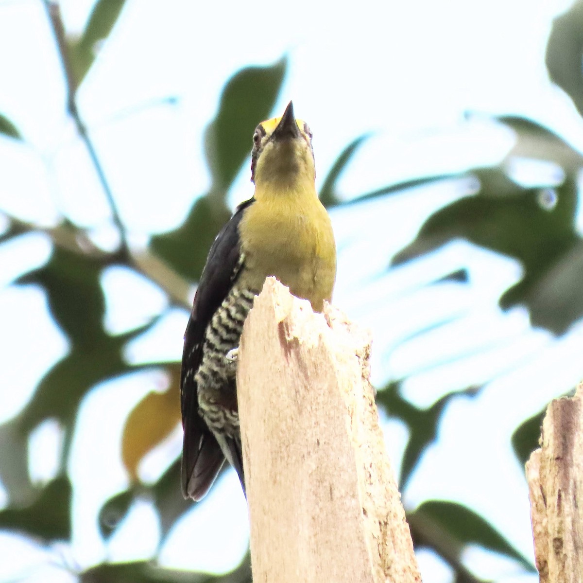 Golden-naped Woodpecker - ML616740460