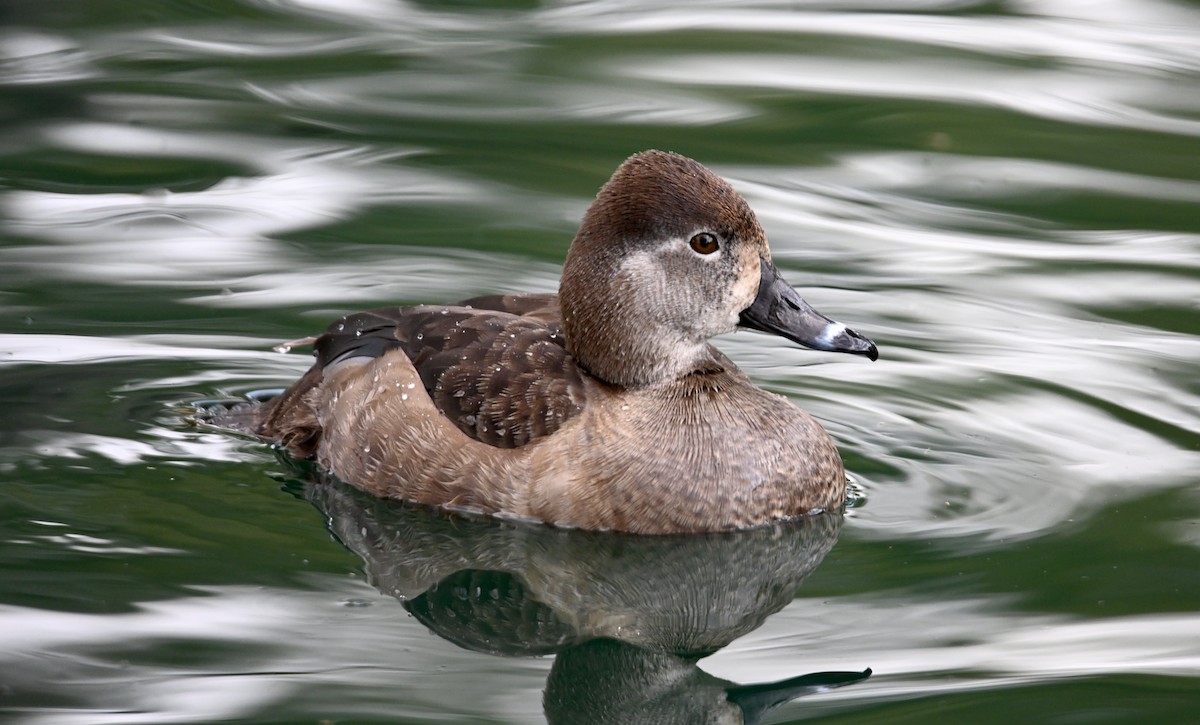 Ring-necked Duck - Jake Shorty
