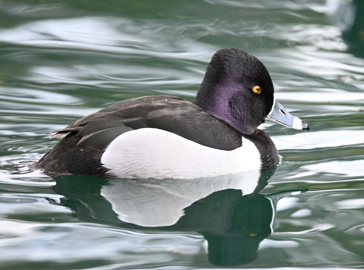 Ring-necked Duck - ML616740528