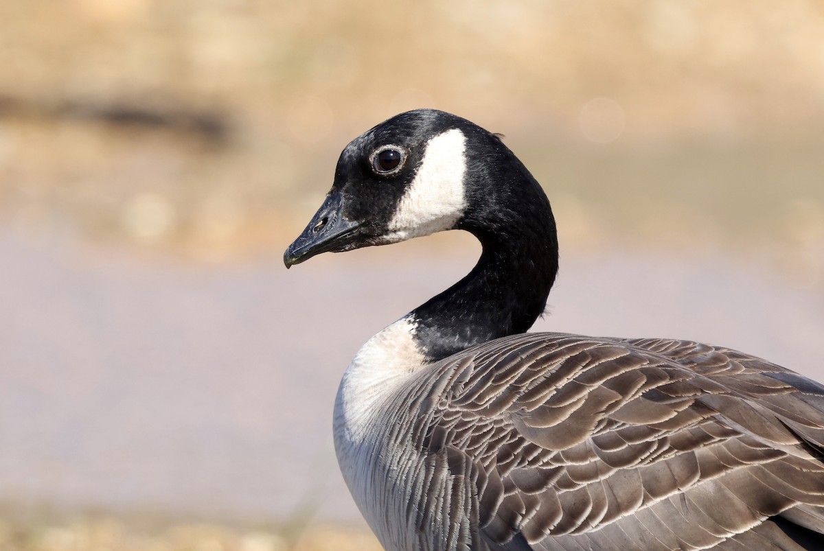 Cackling Goose (Richardson's) - ML616740551