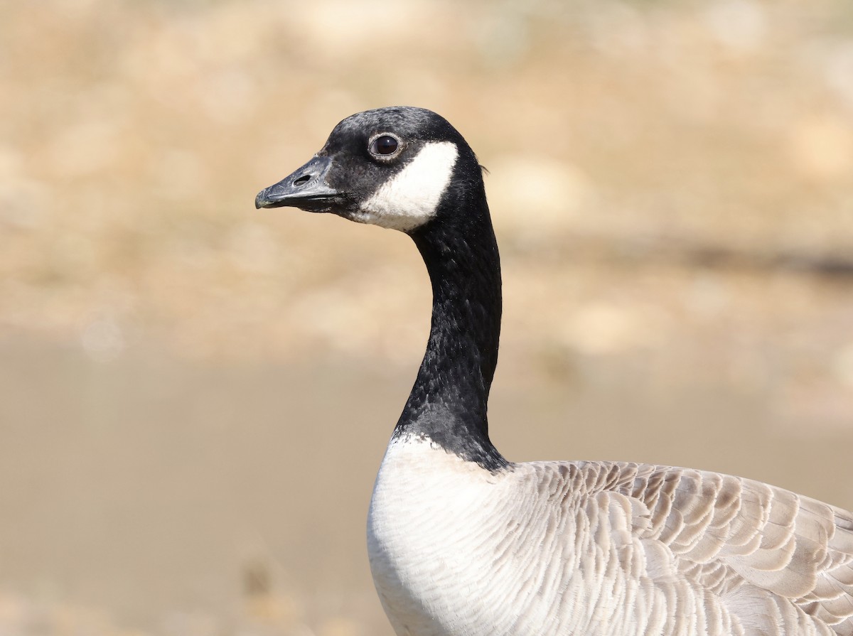Cackling Goose (Richardson's) - ML616740552