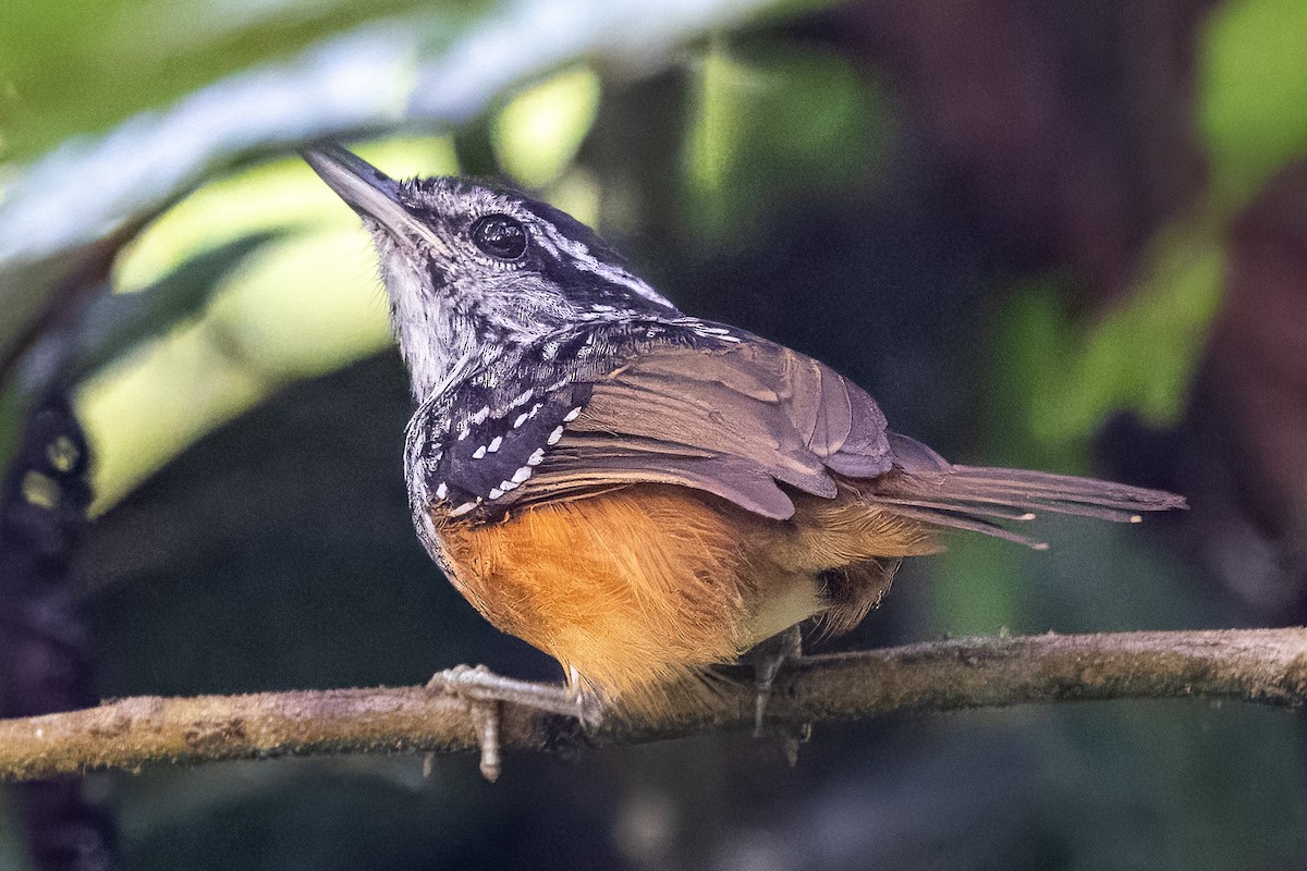 Peruvian Warbling-Antbird - ML616740619