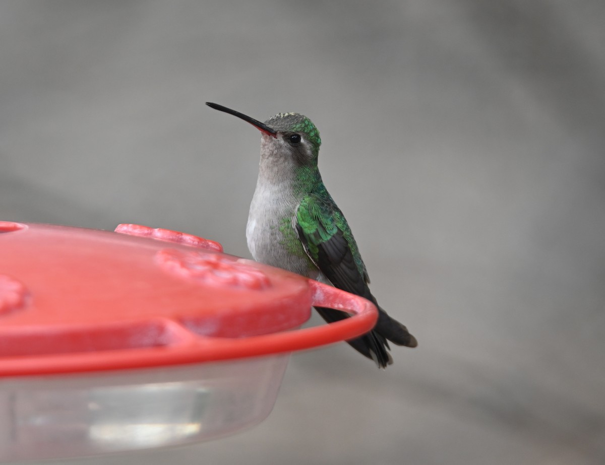 Broad-billed Hummingbird - ML616740647