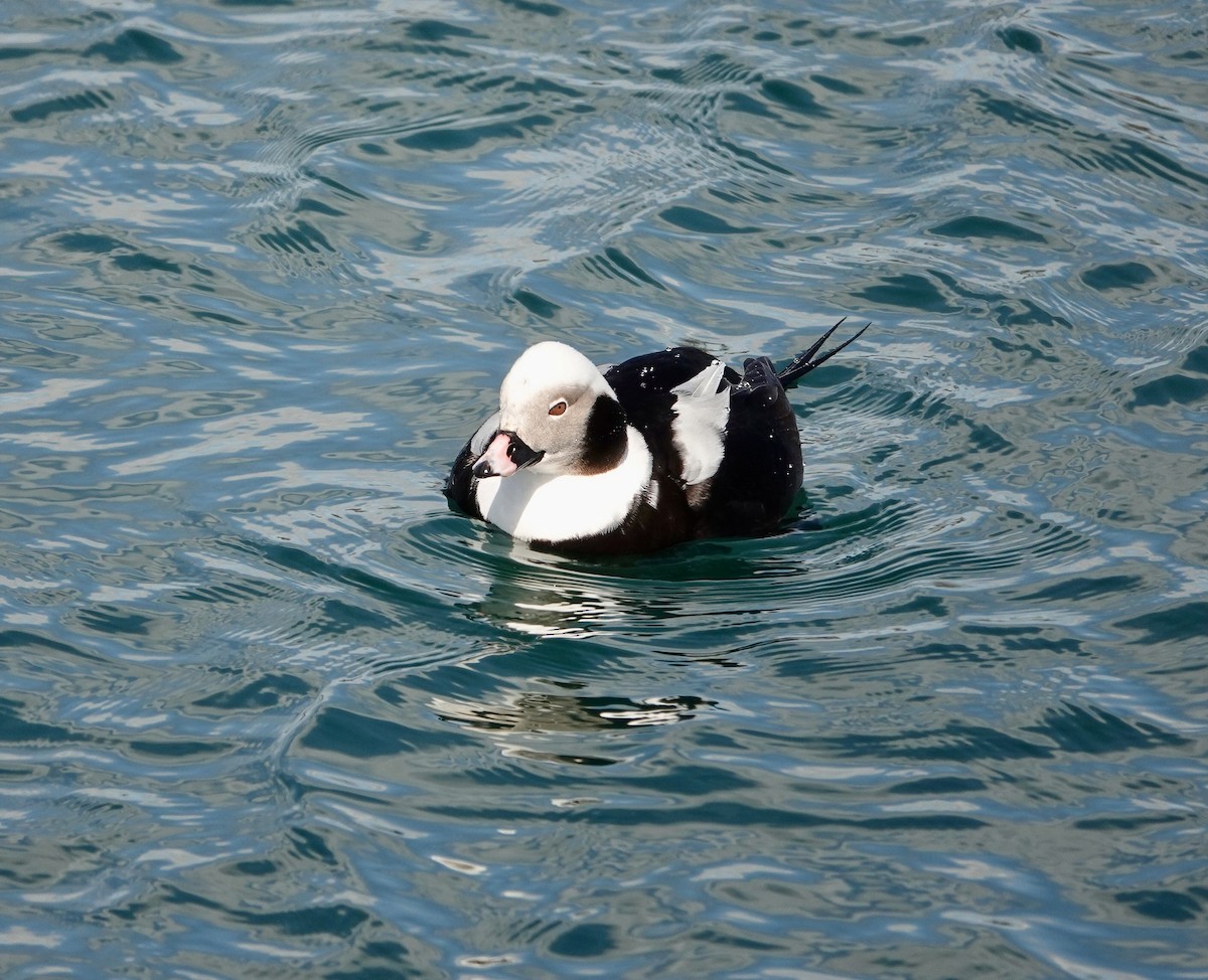 Long-tailed Duck - ML616740652