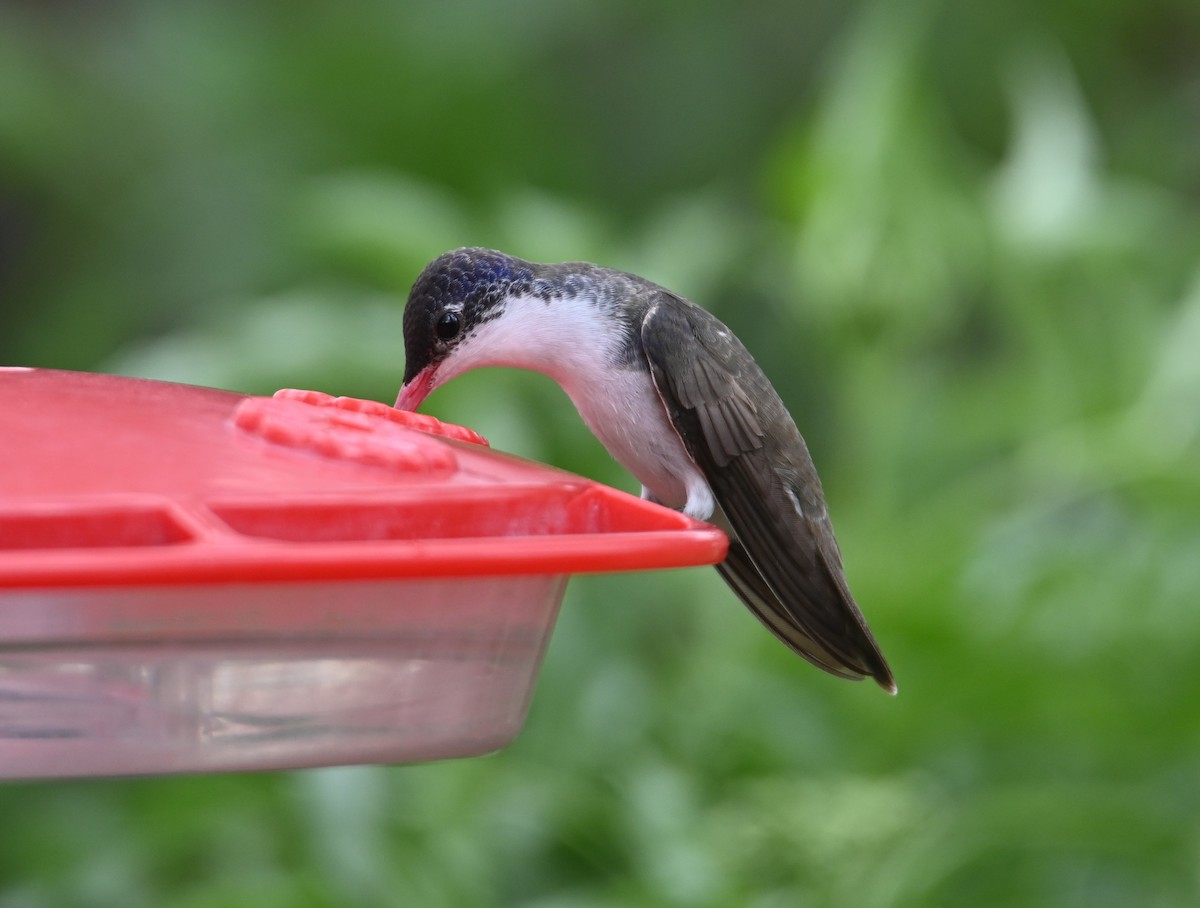 Violet-crowned Hummingbird - ML616740660