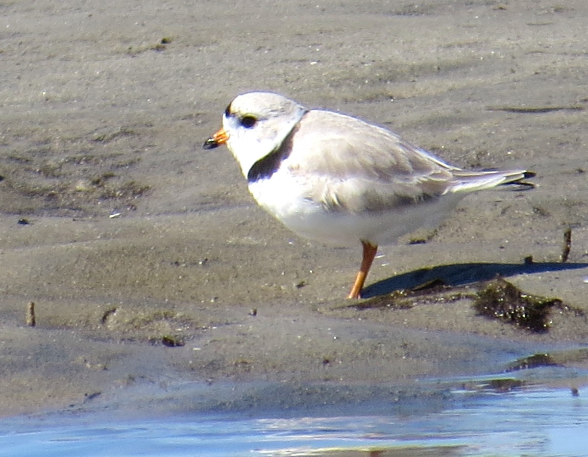 Piping Plover - ML616740913