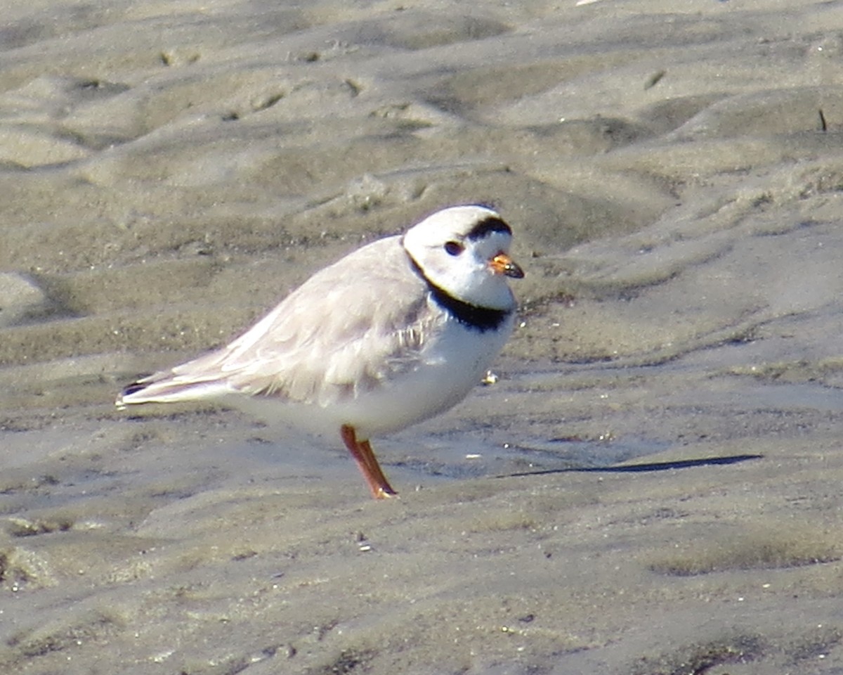 Piping Plover - ML616740937
