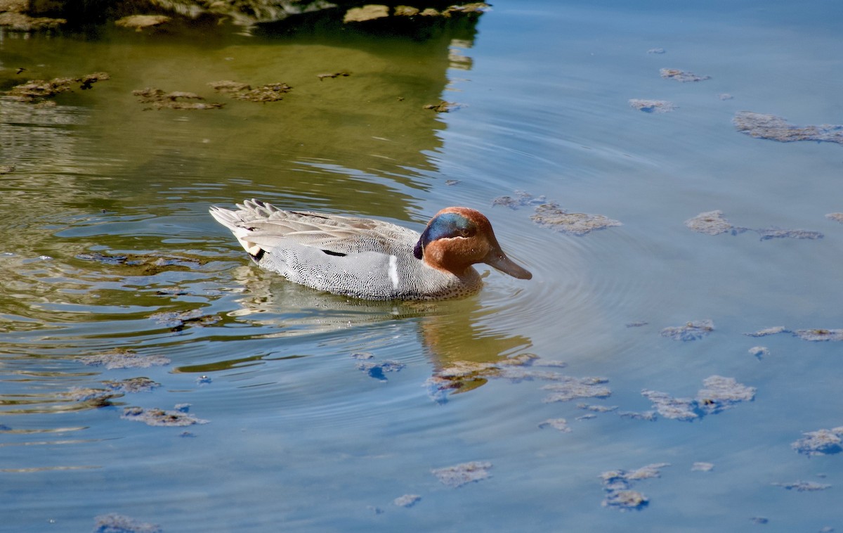 Green-winged Teal - Andrew Bailey