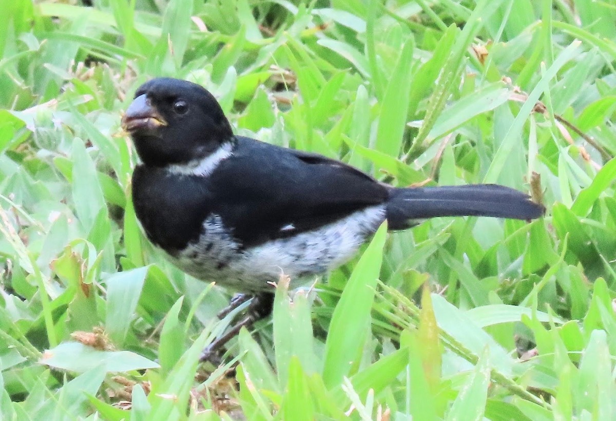 Variable Seedeater - ML616741303