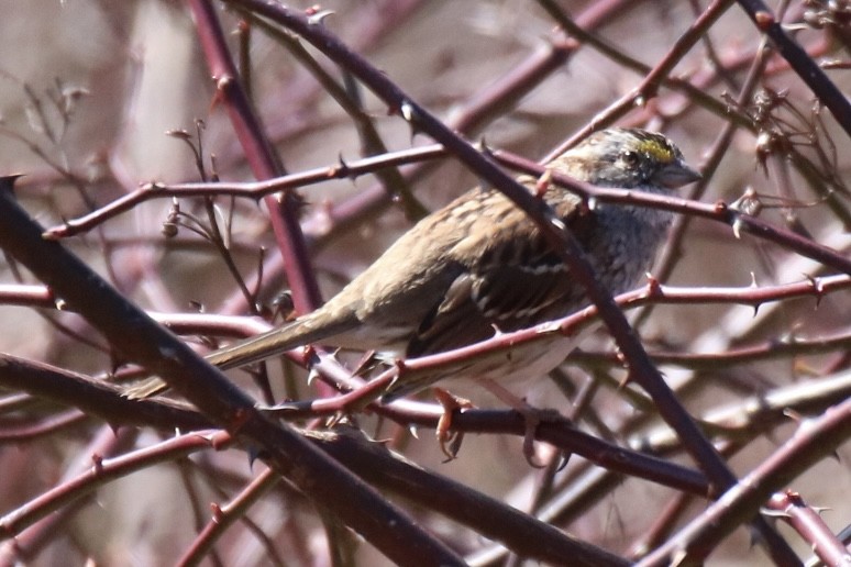 White-throated Sparrow - Kelly Krechmer
