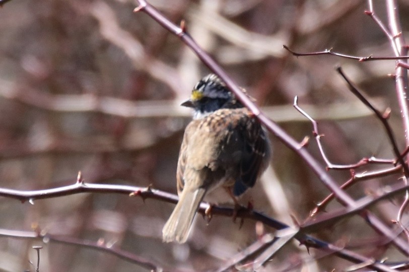 White-throated Sparrow - ML616741332