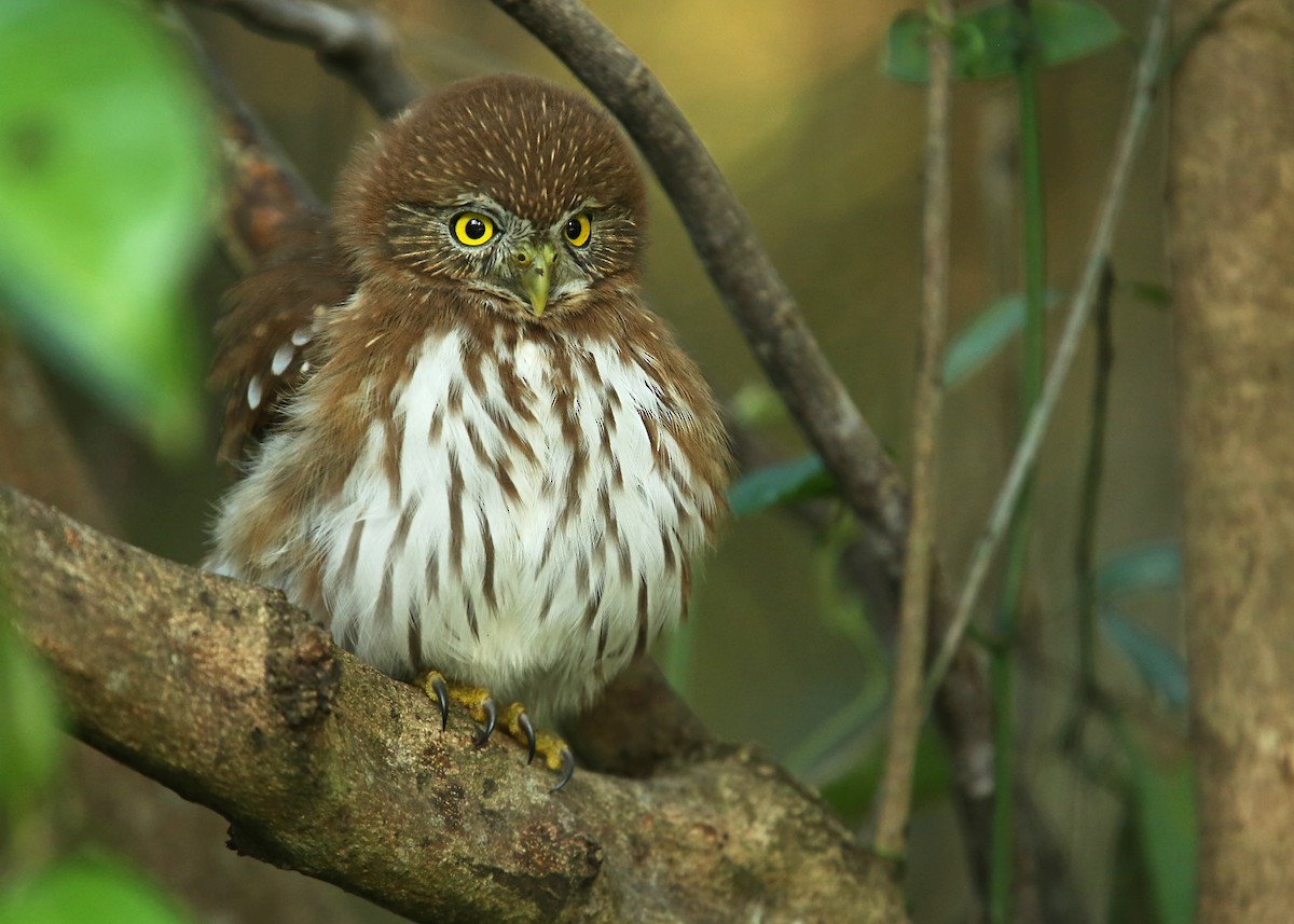 Ferruginous Pygmy-Owl - Luke Seitz