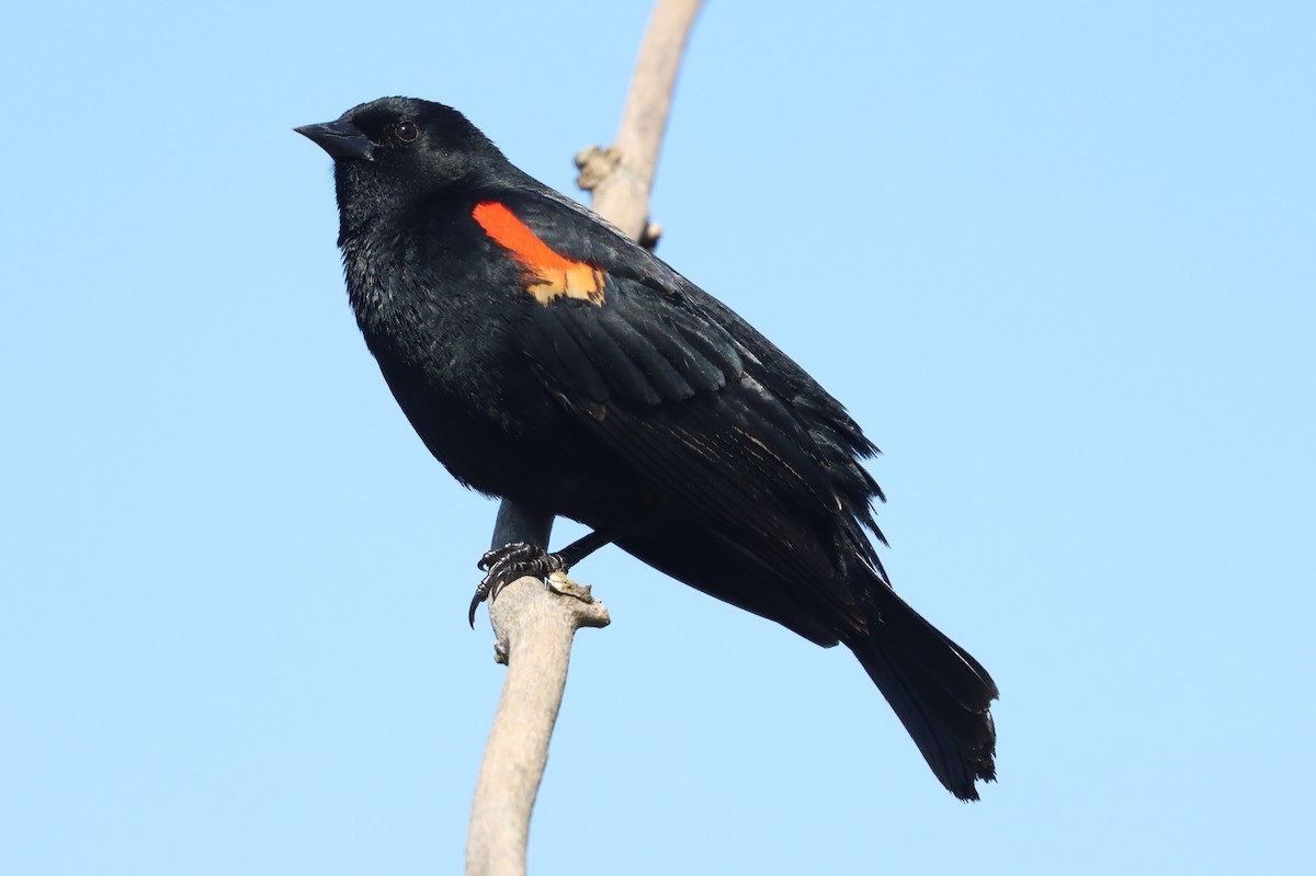 Red-winged Blackbird - Mike Farnworth