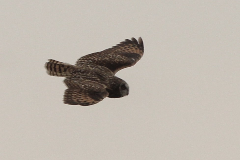 Short-eared Owl - ML616741429