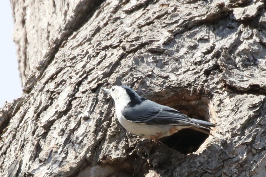 White-breasted Nuthatch (Eastern) - Kelly Krechmer