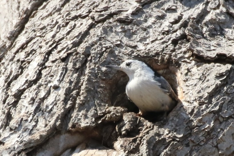 White-breasted Nuthatch (Eastern) - ML616741510