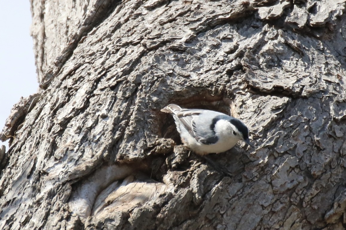 White-breasted Nuthatch (Eastern) - Kelly Krechmer