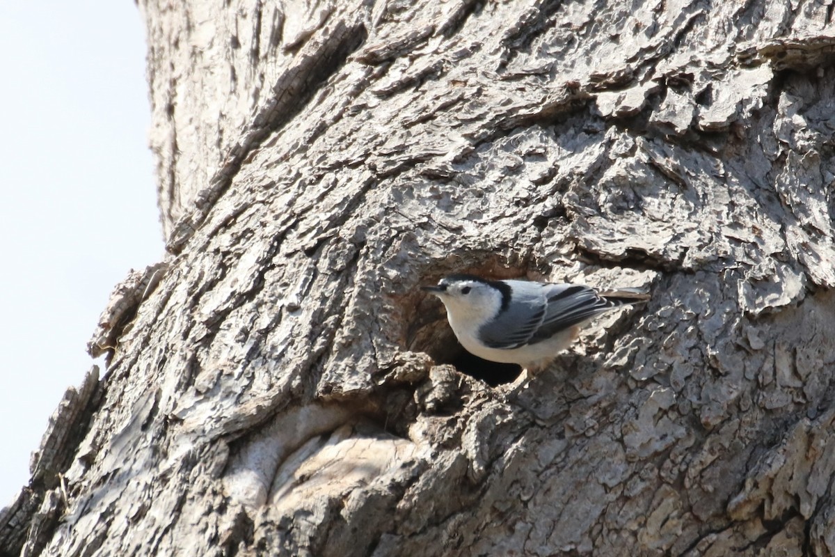 White-breasted Nuthatch (Eastern) - ML616741514