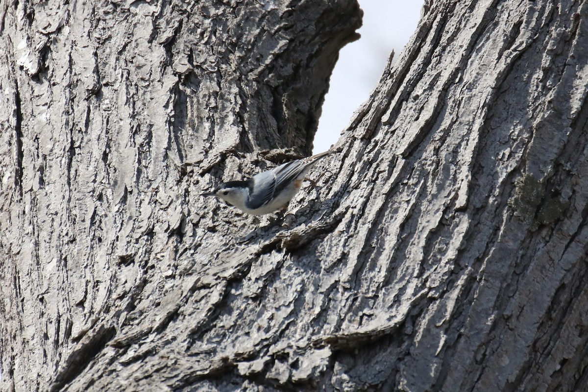 White-breasted Nuthatch (Eastern) - ML616741516