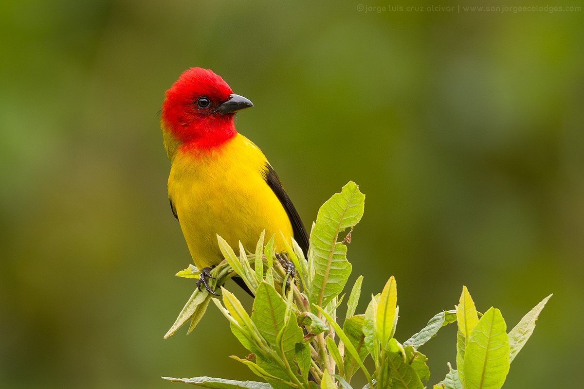 Red-hooded Tanager - ML616741524