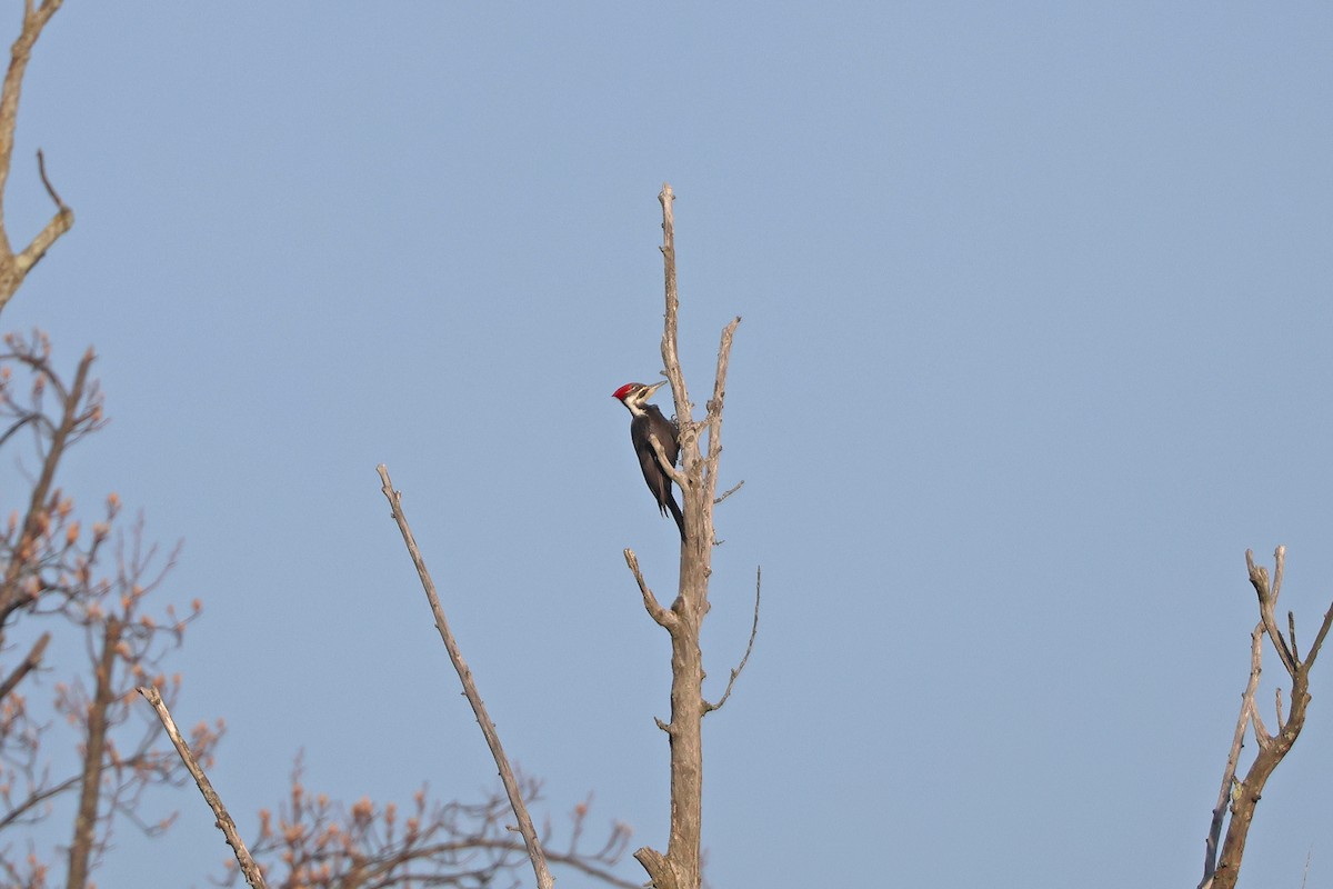 Pileated Woodpecker - ML616741568