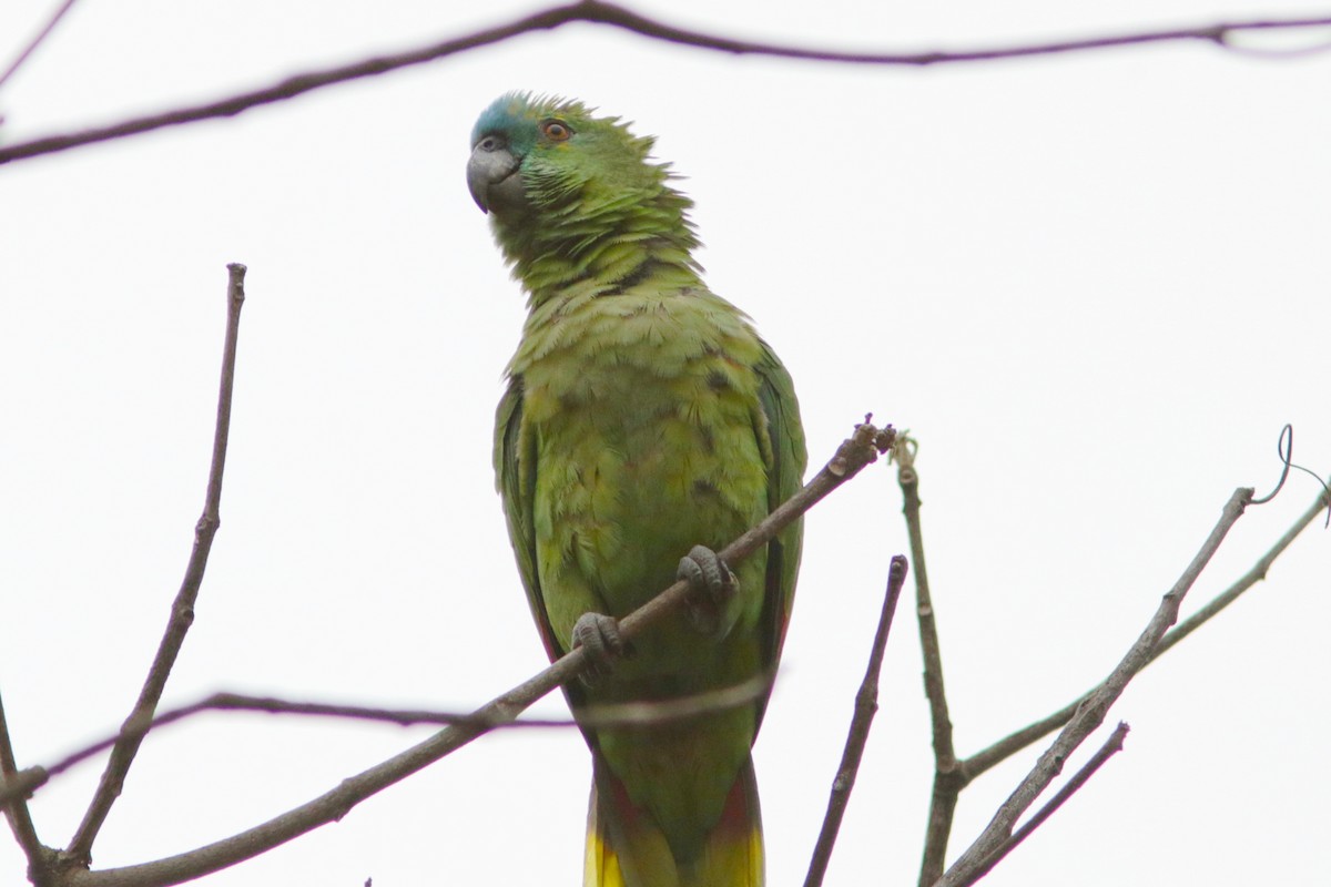 Turquoise-fronted Parrot - Richard Dunn
