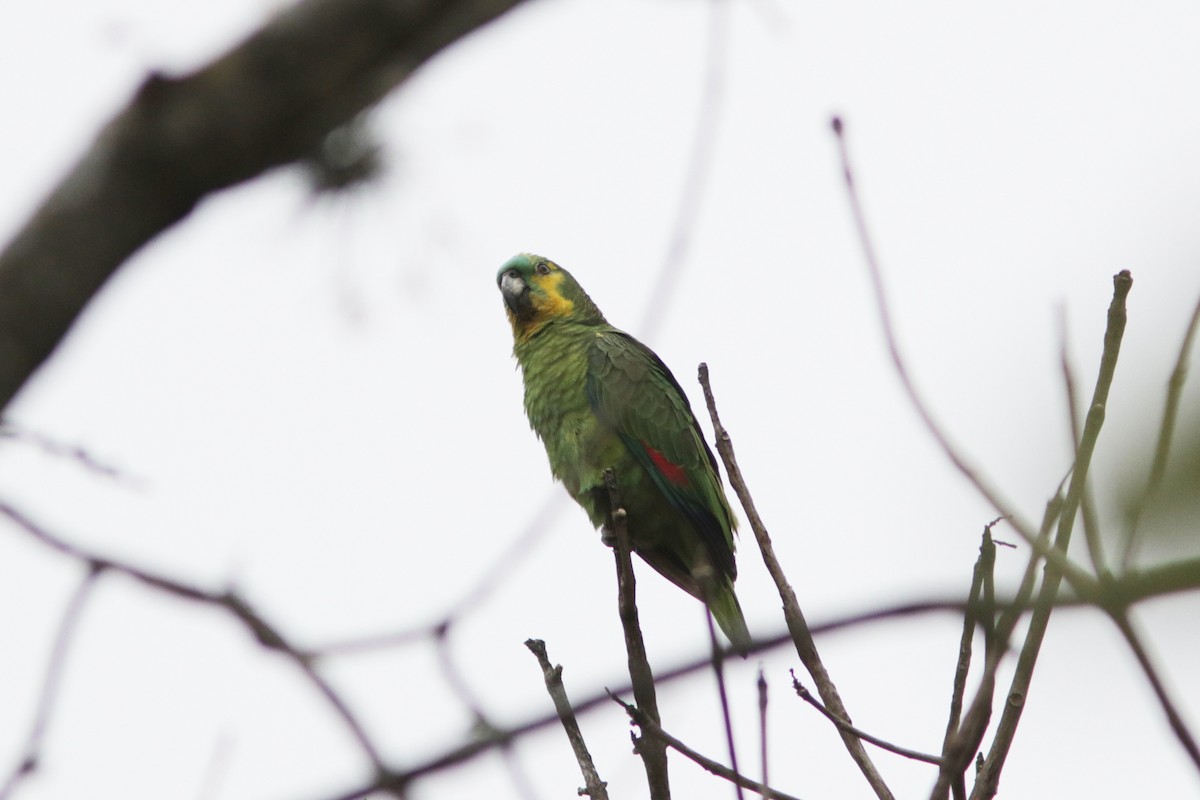 Turquoise-fronted Parrot - Richard Dunn