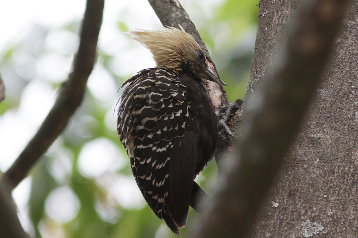 Blond-crested Woodpecker - Richard Dunn