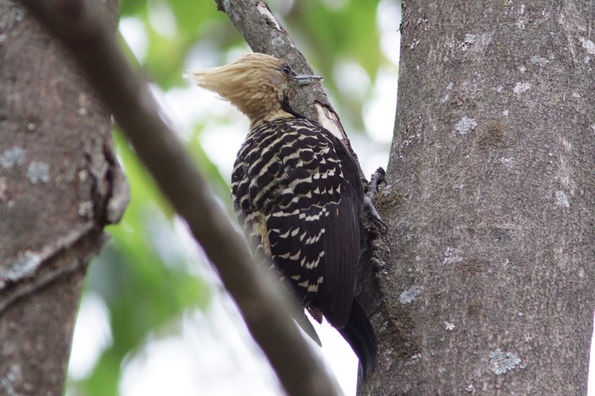 Blond-crested Woodpecker - ML616741701