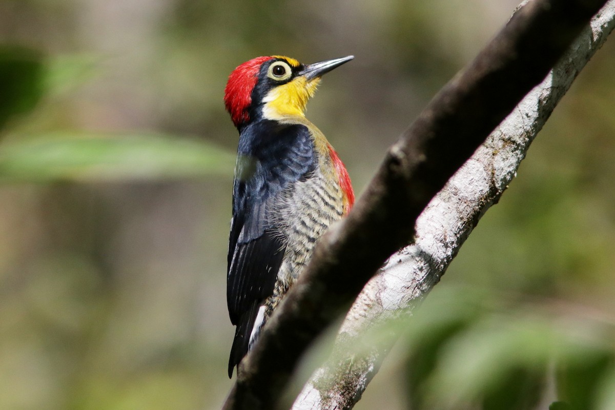 Yellow-fronted Woodpecker - ML616741786