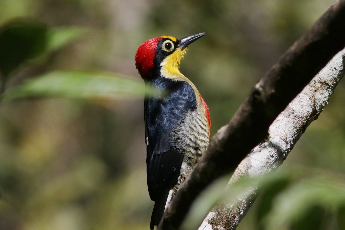 Yellow-fronted Woodpecker - ML616741787
