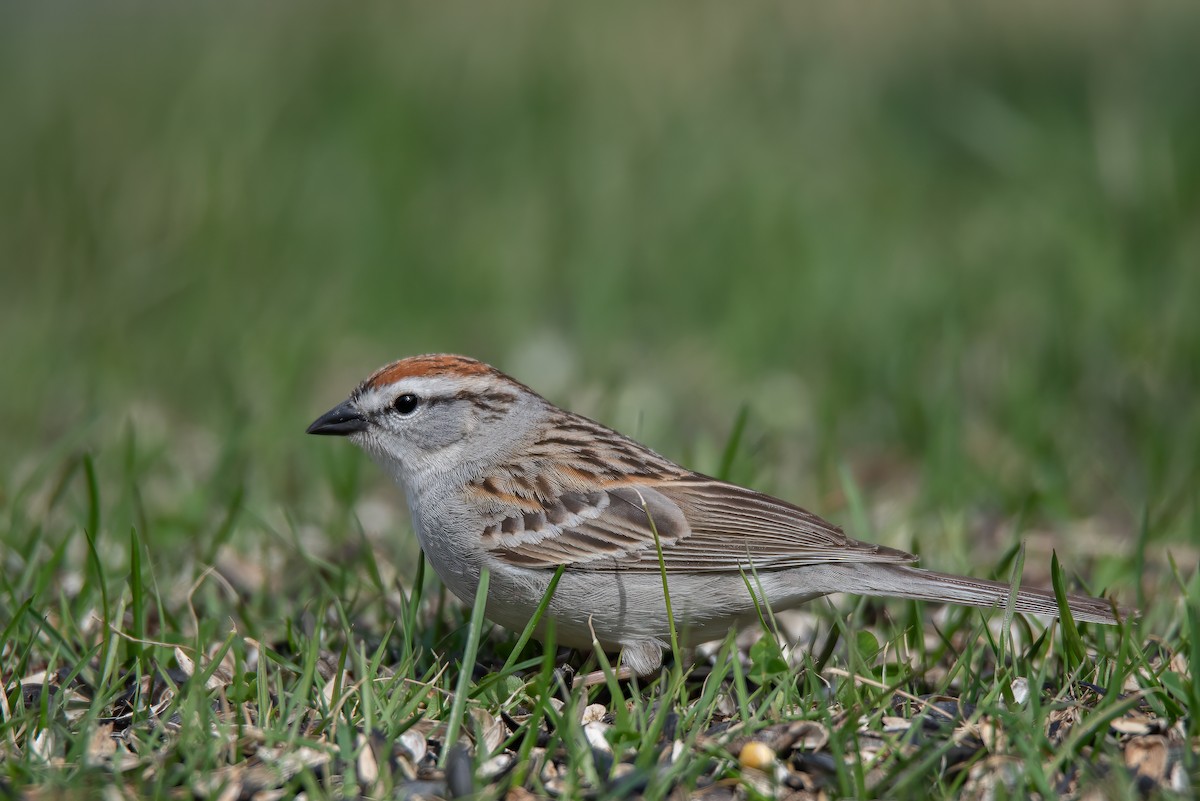 Chipping Sparrow - ML616741862