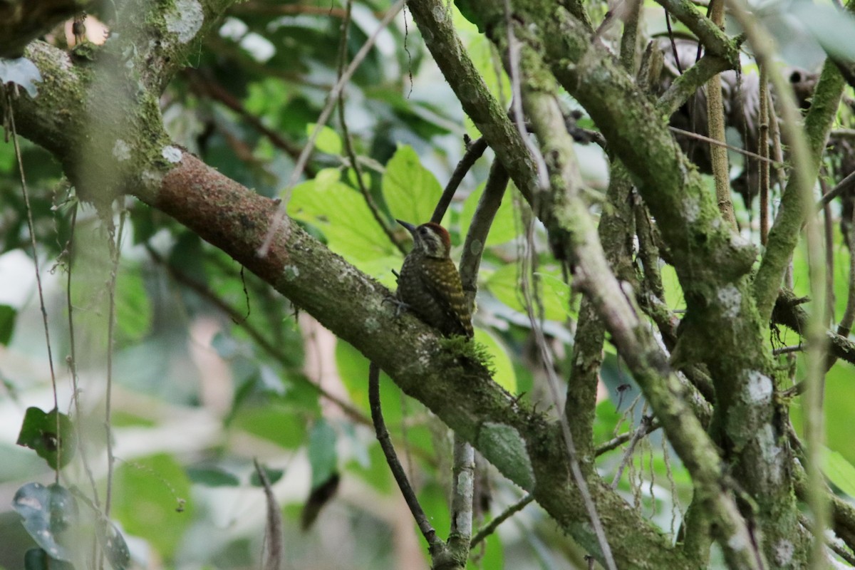 White-spotted Woodpecker - Richard Dunn