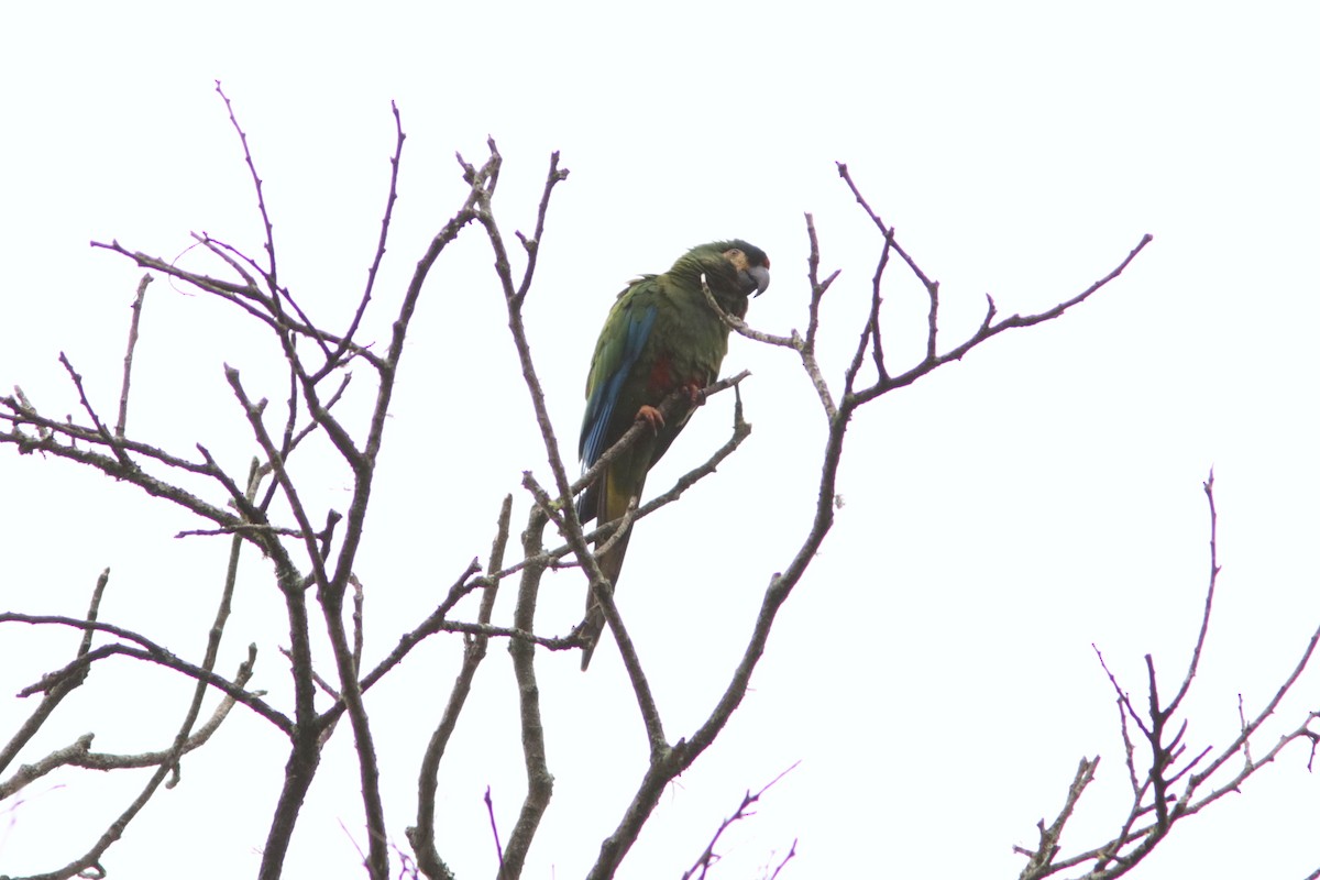 Blue-winged Macaw - ML616741964