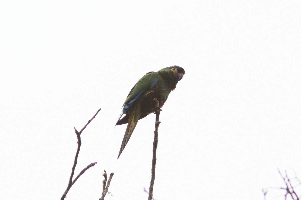 Blue-winged Macaw - ML616741965