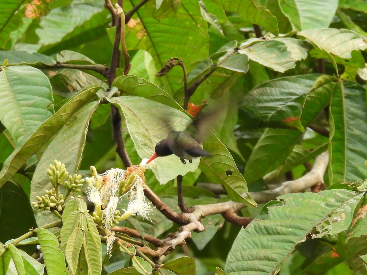 kolibřík bělobradý - ML616742029