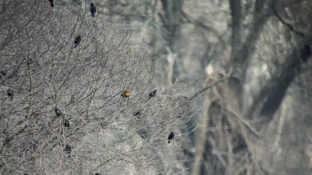 Yellow-headed Blackbird - ML616742192