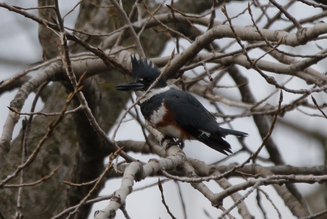 Belted Kingfisher - ML616742241