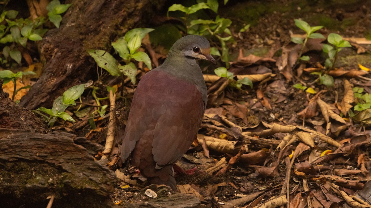 Buff-fronted Quail-Dove - ML616742335
