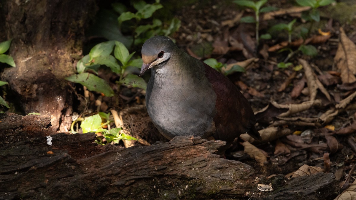 Buff-fronted Quail-Dove - ML616742337