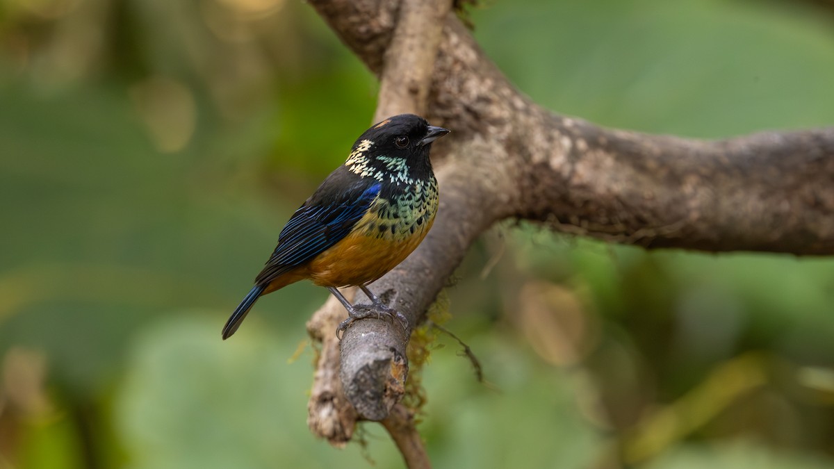 Spangle-cheeked Tanager - ML616742361