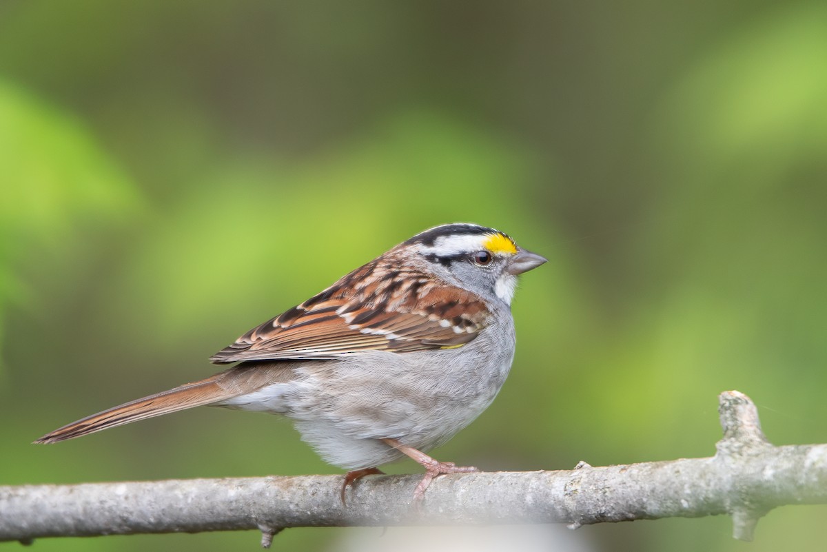 White-throated Sparrow - ML616742408