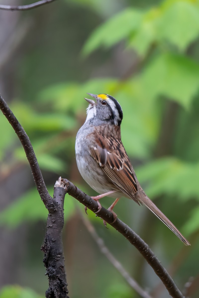 White-throated Sparrow - ML616742409