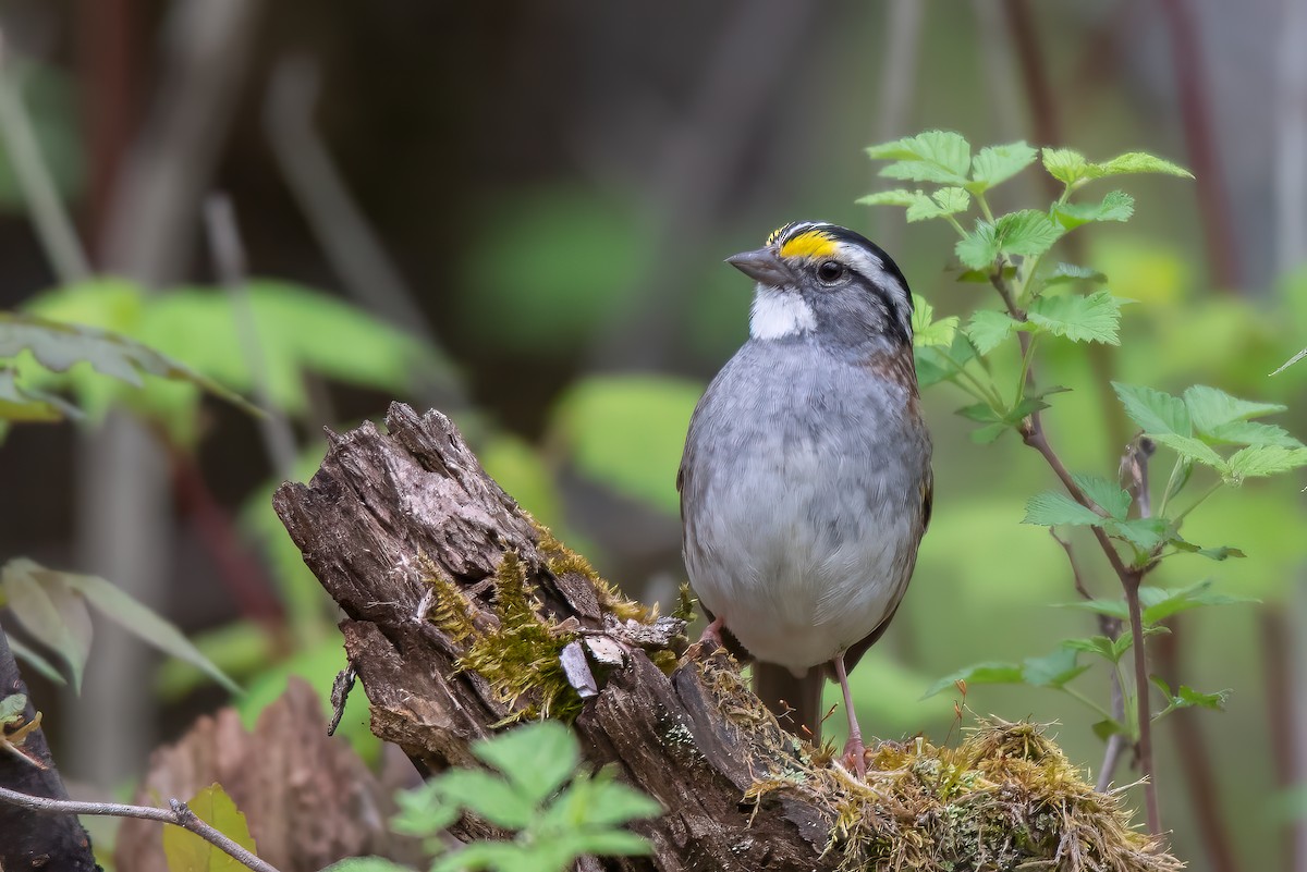 White-throated Sparrow - ML616742410