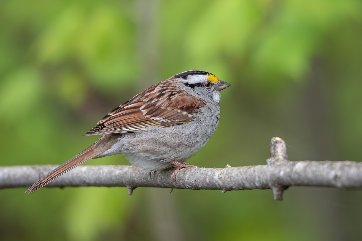 White-throated Sparrow - Denise Boudreau