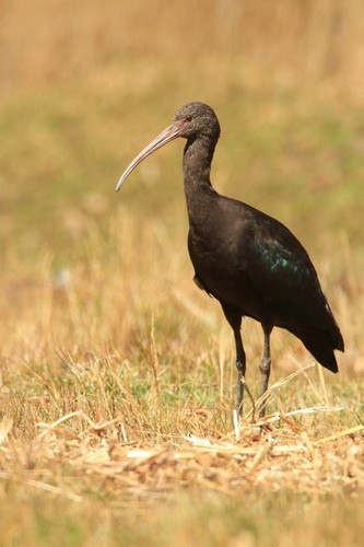 ibis andský - ML616742416