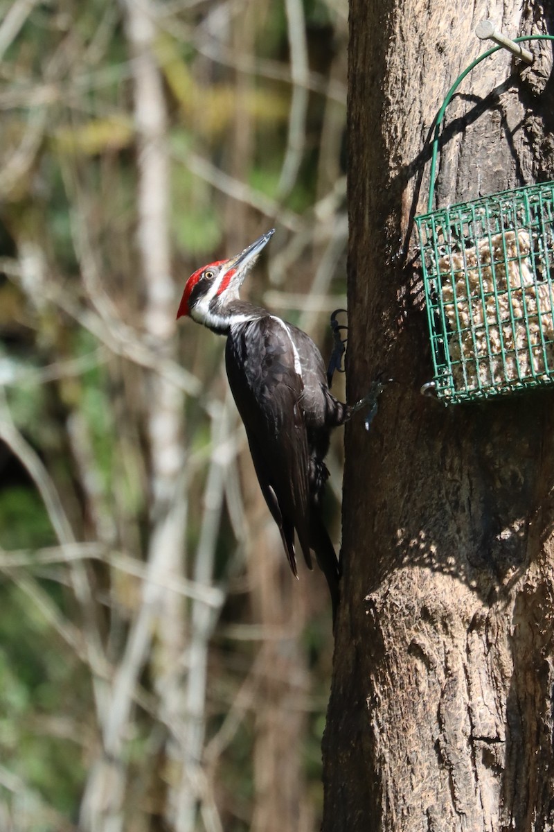 Pileated Woodpecker - ML616742555
